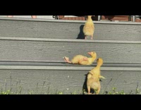 Collab DailyDoseOfInternet - Yellow duck fall stairs dramatic foot flap