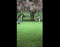 Woman pink short holds tree branch pink flower