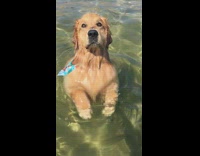 golden retriever doggy paddles in the water 