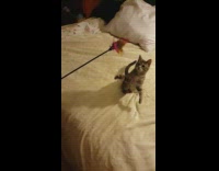 Kitten cat plays colorful feather stick toy 