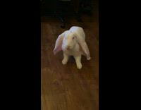 Collab BitchMP - White rabbit long ears throwing a fit 