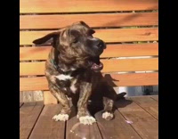 MUSIC black puppy popping bubbles with its mouth