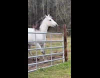 Horses electrified on gate stops cribbing