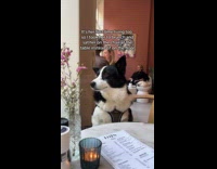 Dog first time brunch sit on chair