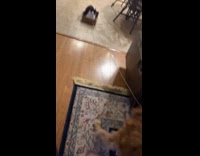 SUBMITTED FIRST TO BITCH - Dog pulls thread on cats makeshift sled
