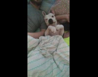 white dog under blanket smiles