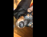 Dog gives guy toy green ball 