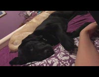 Black dog laying with owner gestures at owners hand for pet