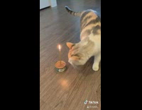 Cat tuna can birthday cake