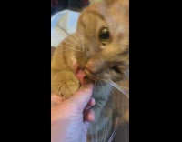 Brown cat stands eats green spinach leaf