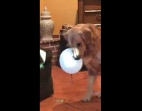 Collab Clips mpugc - Dog carrying balloon pops
