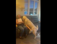 Large dog licks face of the girl