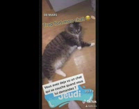 Grey brown cat lays down on command 