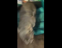 Filmer points at dog comes for pet