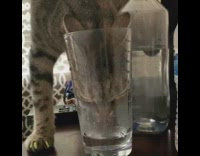 Cat sticks head in glass drinks water