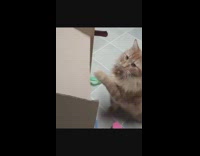 Orange cat pats cardboard box flap