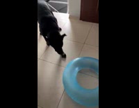 Dog barks and bites blue inflatable floater