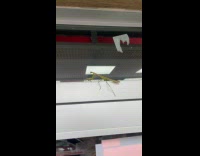 Collab winy - Huge praying mantis climb on the window