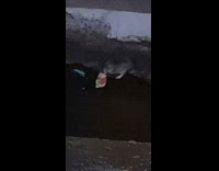 small rat eating bread by subway rails