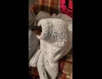 Dachshund dog got stuck inside sweater sleeve