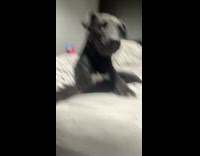 Dog lies down on bed crosses paws