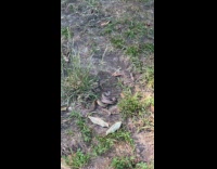 Guy take picture of snake on ground