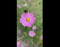 Bee on a violet pink flower for pollination