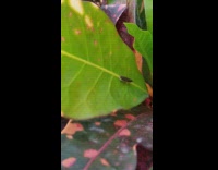 Small bug on green leaf spits small water