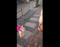 Dog pink vest stand and punch other dog