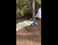 Chipmunk bite dog bone then steal it