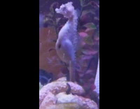 Sea horse give birth girl confused