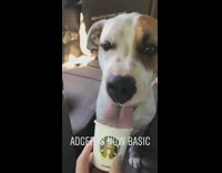 Brown white pitbull dog eats puppuccino cream 