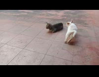 white dog runs around grey cat