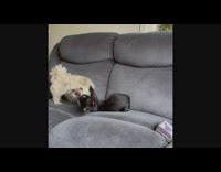 Compilation of black cat and white dog play fighting