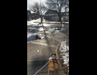 Dog heart shaped tail grooming