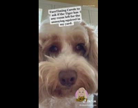 Dog facetimes Tiger King