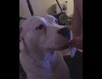 Collab Pets For All - Guy feeds his white dog cucumber slices on the couch, dog doesn't like the taste