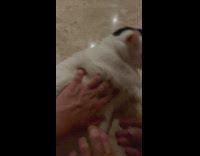 Man stretches pet cat on tile floor