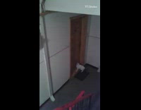 Cat white pet jump open door knob