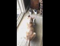 Dog with cardboard tube on tail 