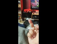 Guy snaps flips off brown kitten cat