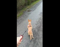 Pet dog jumps and squeals at the squirrel in the street