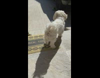 Small white dog rubs butt against ground 