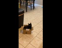 Black pet cat inside the small box and fell
