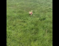 Small brown puppy dog jumps hops grass 
