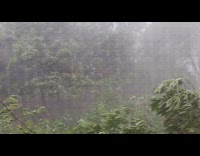 Strong storm moves tree branches from outside the window