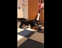 Two dogs lay blue white checkered floor 