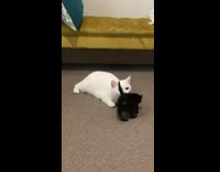 Black kitten walks up to white cat on floor 