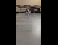 Shih tzu puppy dog crawl on floor