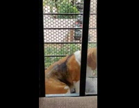 Beagle dog sits upright outside black balcony 